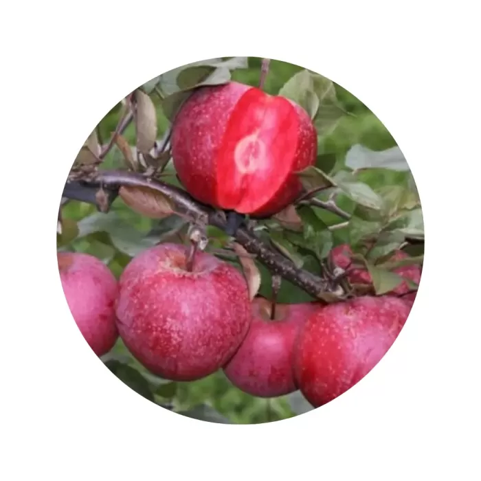 Яблуня "Байя Маріса" (червона м’якоть, зимовий сорт)