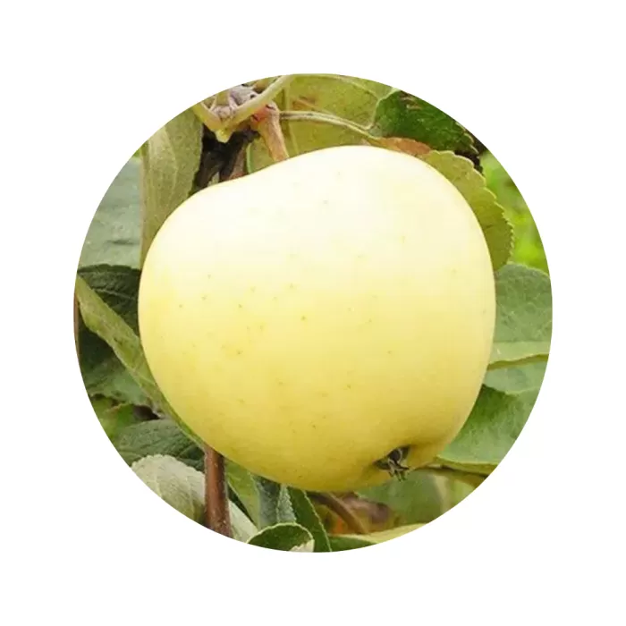 Яблуня "Білий налив" (біла м’якоть, літній сорт)