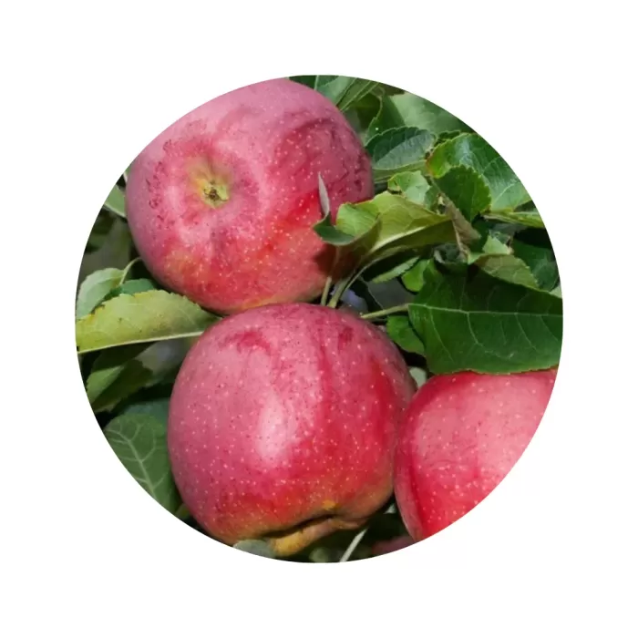 Яблуня "Флоріна" (Florina) (кремово-біла м’якоть, зимовий сорт)