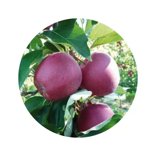 Яблуня "Гала Дарк Анн" (кисло-солодкий, осінній сорт)