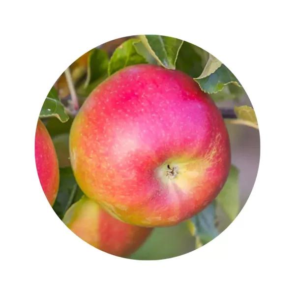 Яблуня "Лігол" (Ligol) (кремово-біла м’якоть, зимовий сорт)