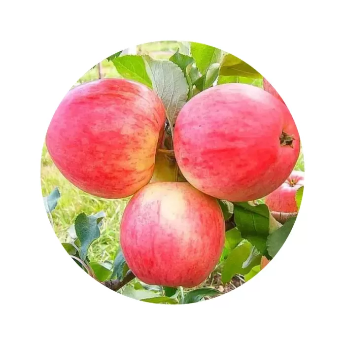 Яблуня "Мелба" (Melba) (біла м’якоть, літній сорт)