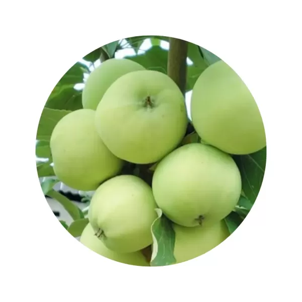 Яблуня "Папіровка" (кисло-солодкий, літній сорт)