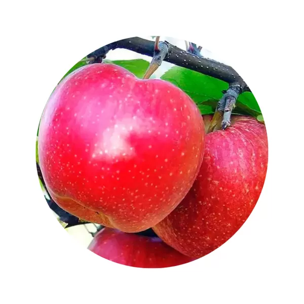 Яблуня "Пінк Леді" (Pink Lady) (кремово-біла м’якоть, зимовий сорт)