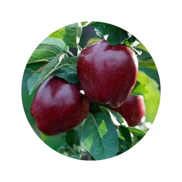 Яблуня "Ред Чіф" (Chief / Red Chief) (кремово-біла м’якоть, осінній сорт)