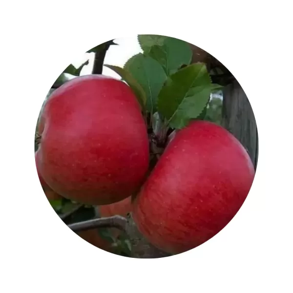 Яблуня "Ред Топаз" (кисло-солодкий, літній сорт)