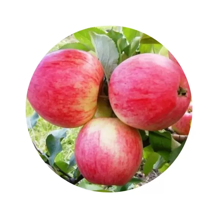 Яблуня "Слава переможцям" (жовтувато-біла м’якоть, літній сорт)