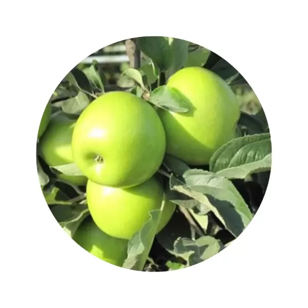 Яблуня "Смеральда" (біло-жовта м’якоть, зимовий сорт)