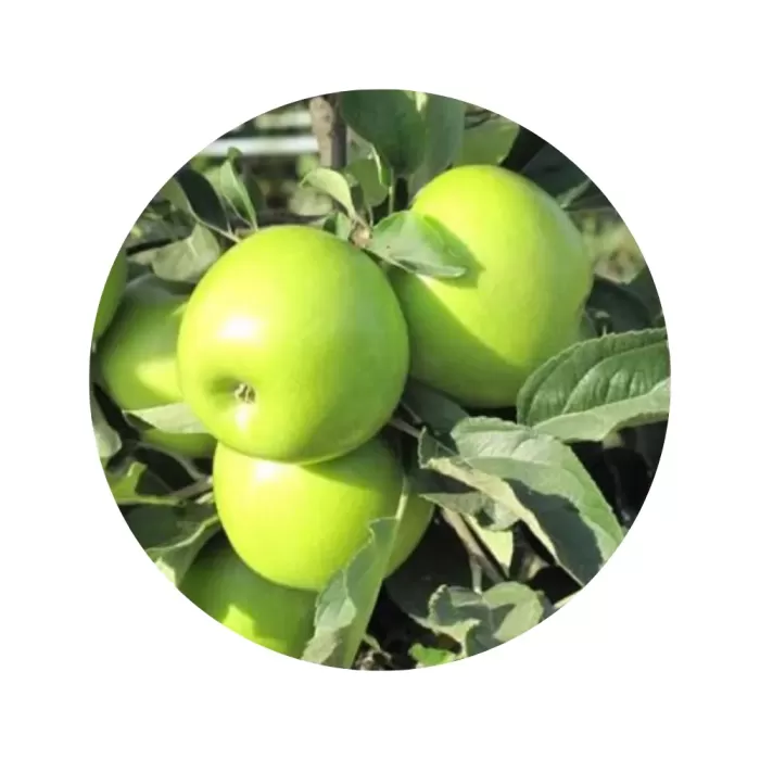 Яблуня "Смеральда" (біло-жовта м’якоть, зимовий сорт)