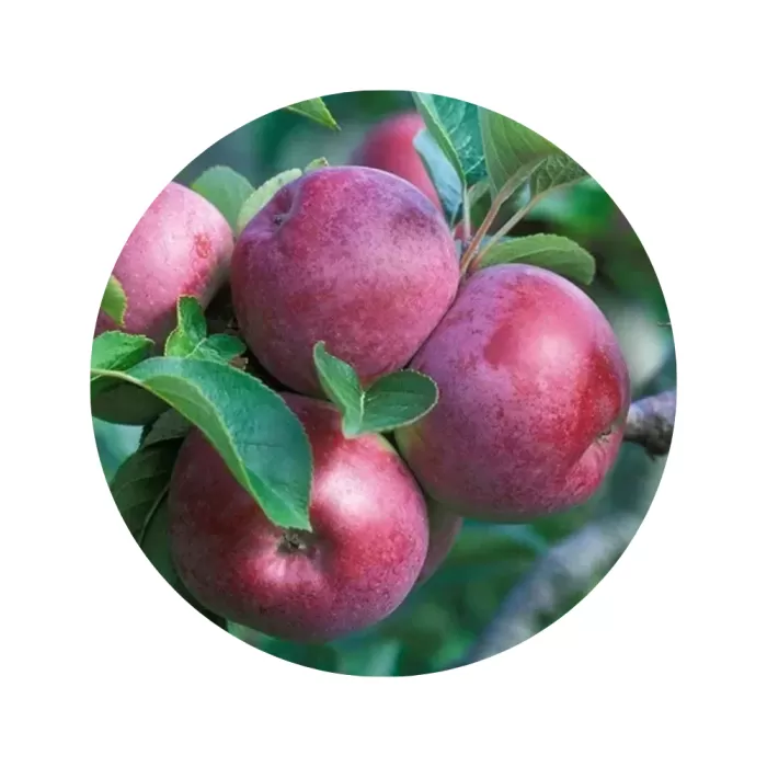 Яблуня "Спартан" (Spartan) (біла м’якоть, зимовий сорт)