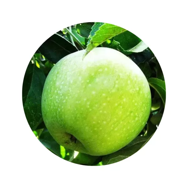 Яблуня "Симиренка" (біла м’якоть, зимовий сорт)