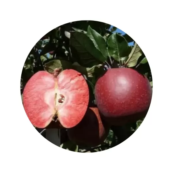 Яблуня "Трініті" (червона мʼякоть, літній сорт)